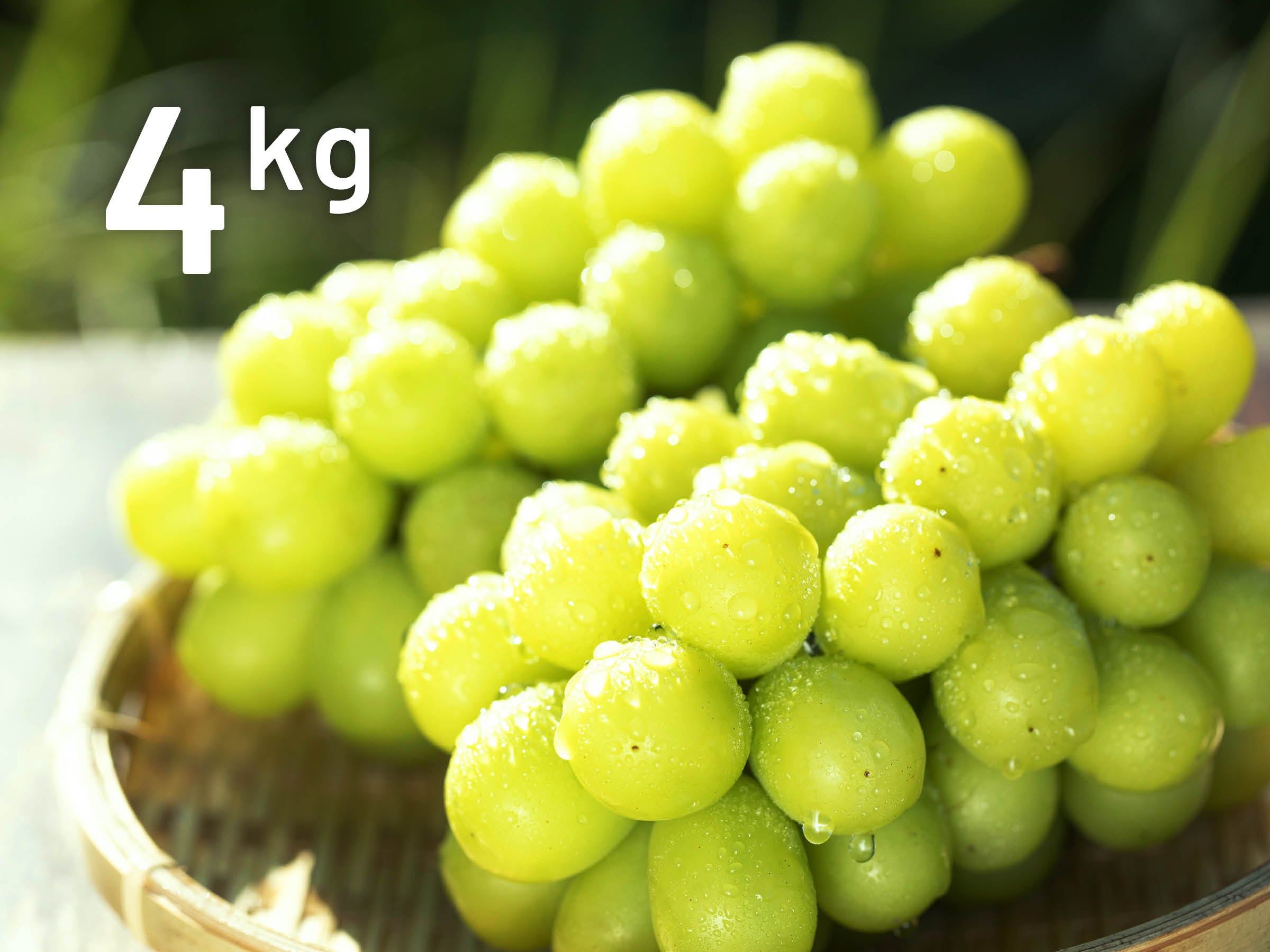 高野園｜シャインマスカット 4kg 産地直送【送料込み